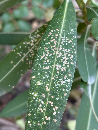 Oleander schildluis — Bild 3
