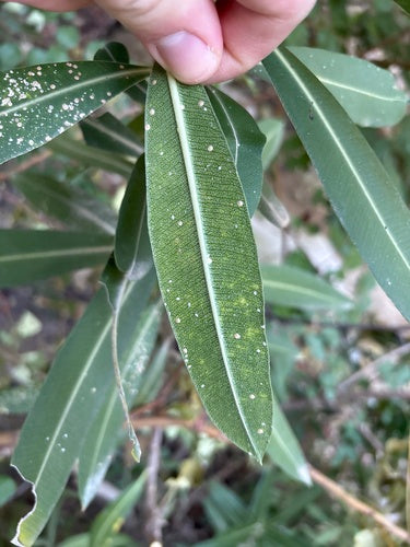 Oleander schildluis — Bild 2