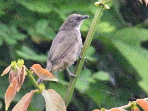 Olijfvleugelbuulbuul — foto 5 van 9