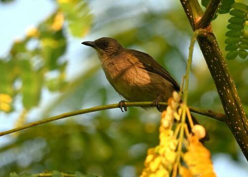 Olijfvleugelbuulbuul — foto 2 van 9
