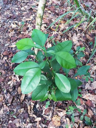 Sinaasappelboom — Bild 5