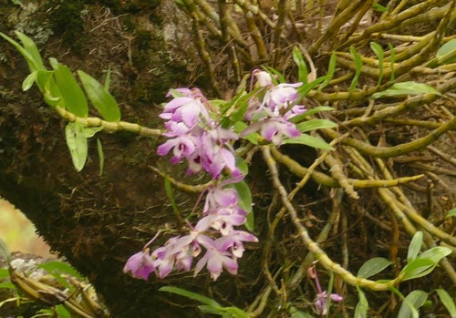 Orchideeën — Bild 2