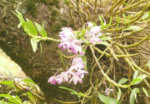 Orchideeën — Bild 1