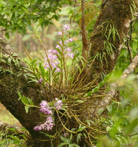 Orchideeën — Bild 3