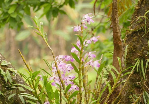 Orchideeën — Bild 4