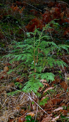 Oregon-cipres — Bild 3