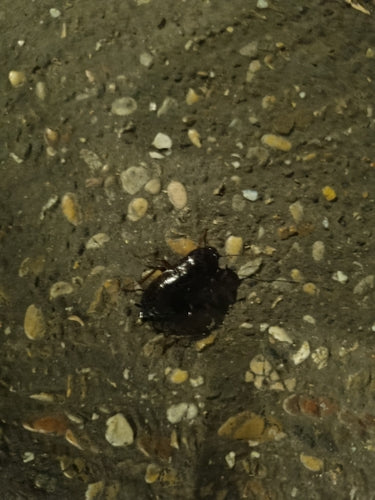 Oosterse kakkerlak — Bild 5