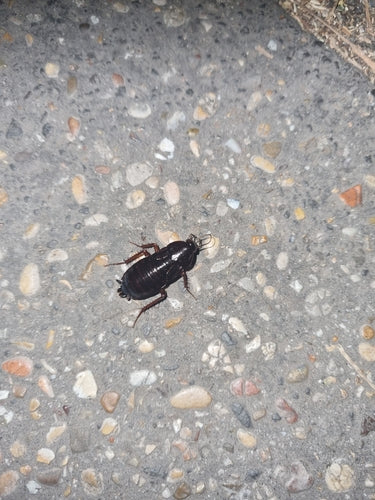 Oosterse kakkerlak — Bild 4