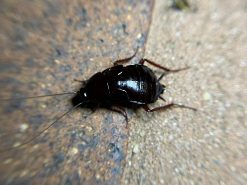 Oosterse kakkerlak — Bild 3