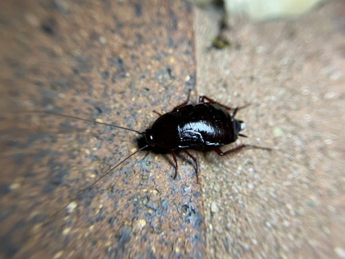 Oosterse kakkerlak — Bild 2