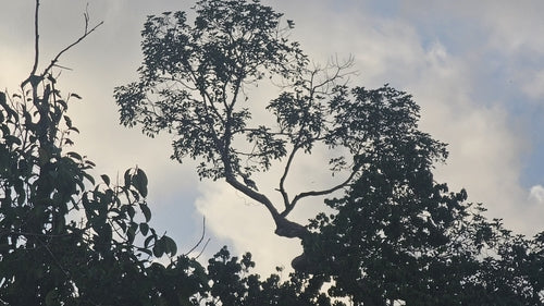 Oosterse neushoornvogel — Bild 3