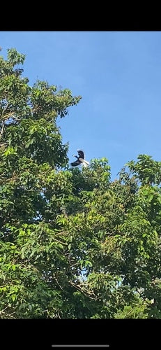 Oosterse neushoornvogel — Bild 4