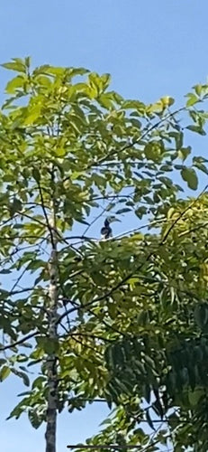 Oosterse neushoornvogel — Bild 5