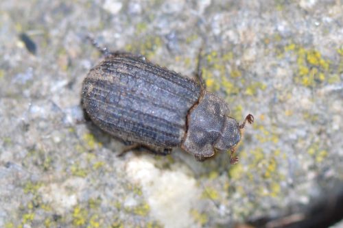 Otiorhynchus Scaber — Bild 5