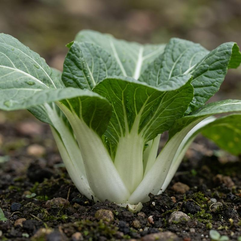 Bok choy