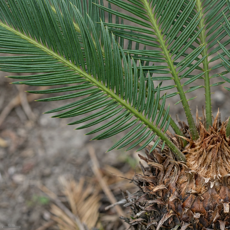 Cycad