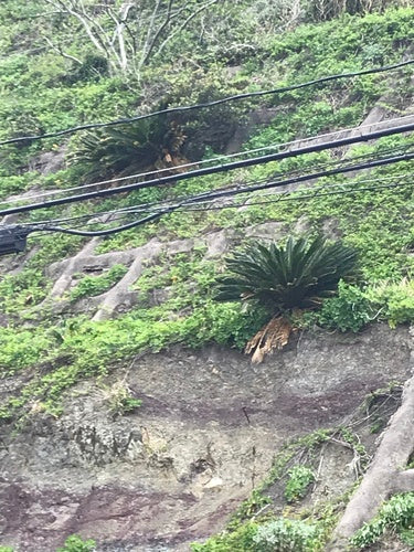 Cycad — Bild 2