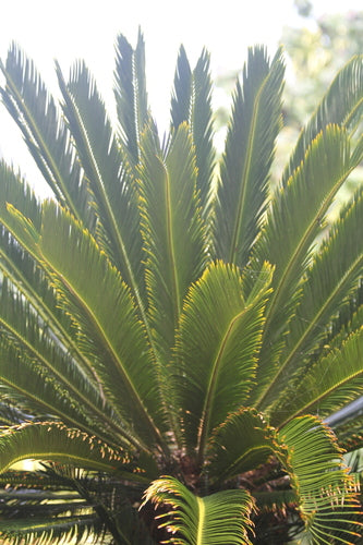 Cycad — Bild 5