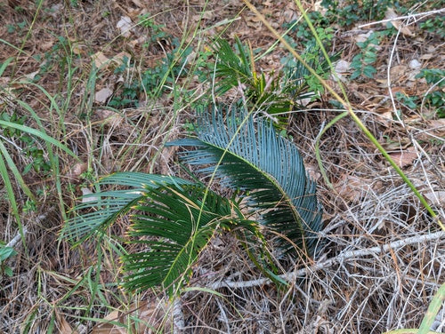 Cycad — Bild 4