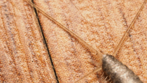 Papieren vis — Bild 5