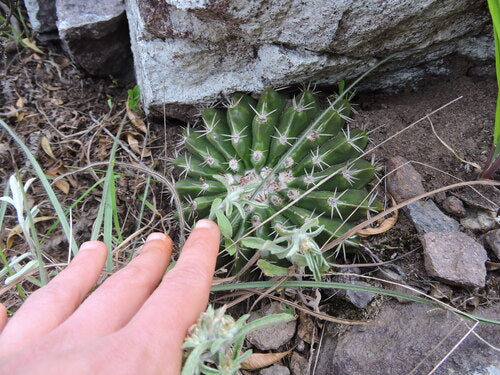 Parodie (Cactus) — foto 5 van 10