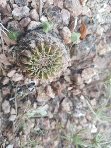 Parodie (Cactus) — foto 3 van 10