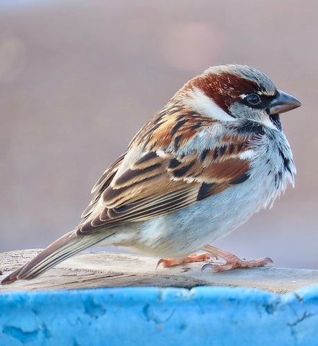 Passer Domesticus — Bild 3
