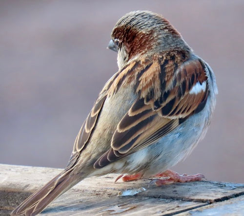 Passer Domesticus — Bild 2