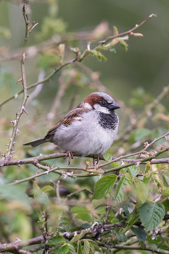 Passer Domesticus — Bild 4