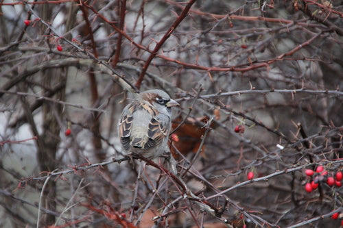 Passer Domesticus — Bild 5