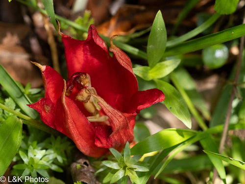 Passiebloem — Bild 2