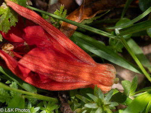 Passiebloem — Bild 1