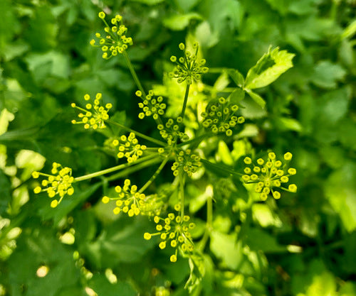 Pastinaak — Bild 5