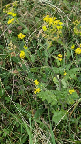 Pastinaak — Bild 4