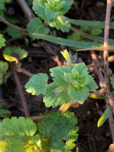 Perzische ereprijs — Bild 5