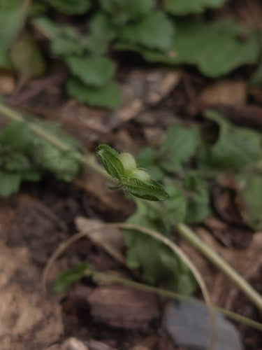 Perzische ereprijs — Bild 2