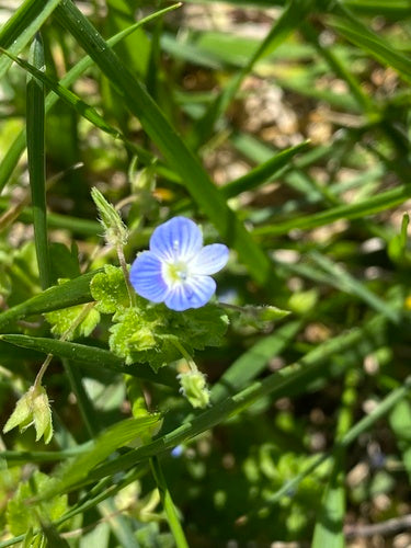 Perzische ereprijs — Bild 4