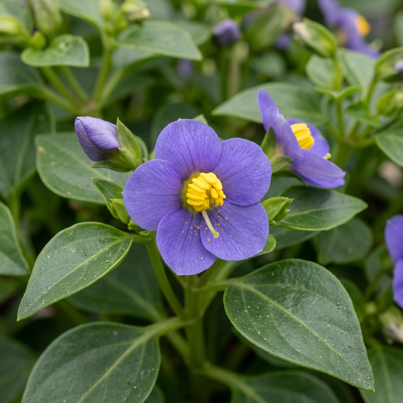 Perzisch viooltje (Exacum affine), AI-illustratie