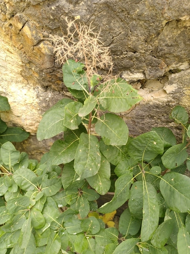 Peruaanse struik — Bild 5