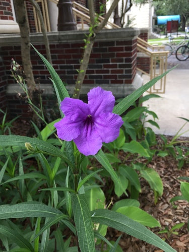Petunia's — Bild 2