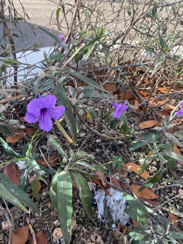 Petunia's — foto 1 van 8