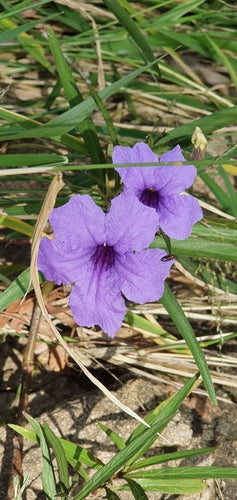 Petunia's — foto 4 van 8