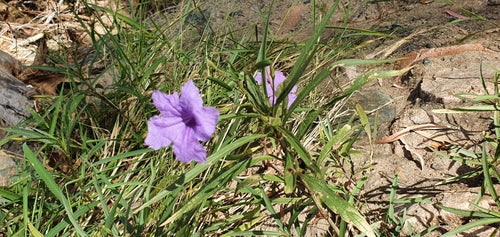 Petunia's — foto 3 van 8