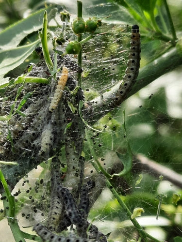 Pfaffenhütchen webmot — Bild 4