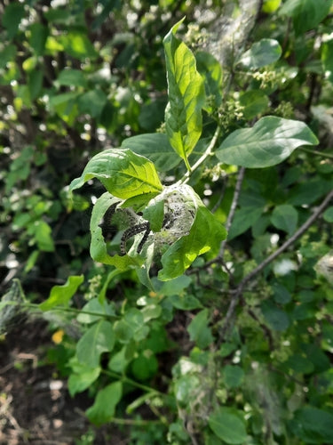 Pfaffenhütchen webmot — Bild 3