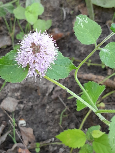 pepermunt — Bild 5