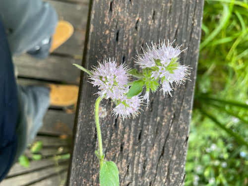 Pfefferminze - Bild 7