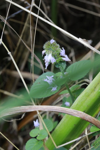 pepermunt — Bild 5