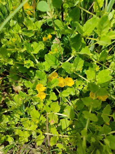 Waternavel — Bild 4