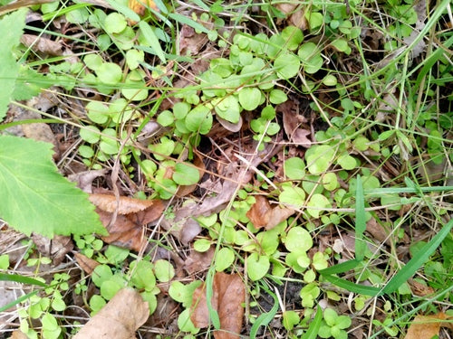 Waternavel — Bild 2